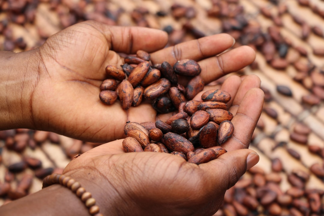 Fèves de cacao brutes et torréfiées montrant la transformation des couleurs